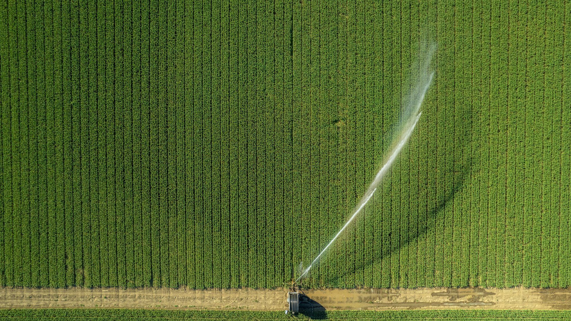 Irrigated crop field, representative of Canyon County, Idaho's agricultural economy.