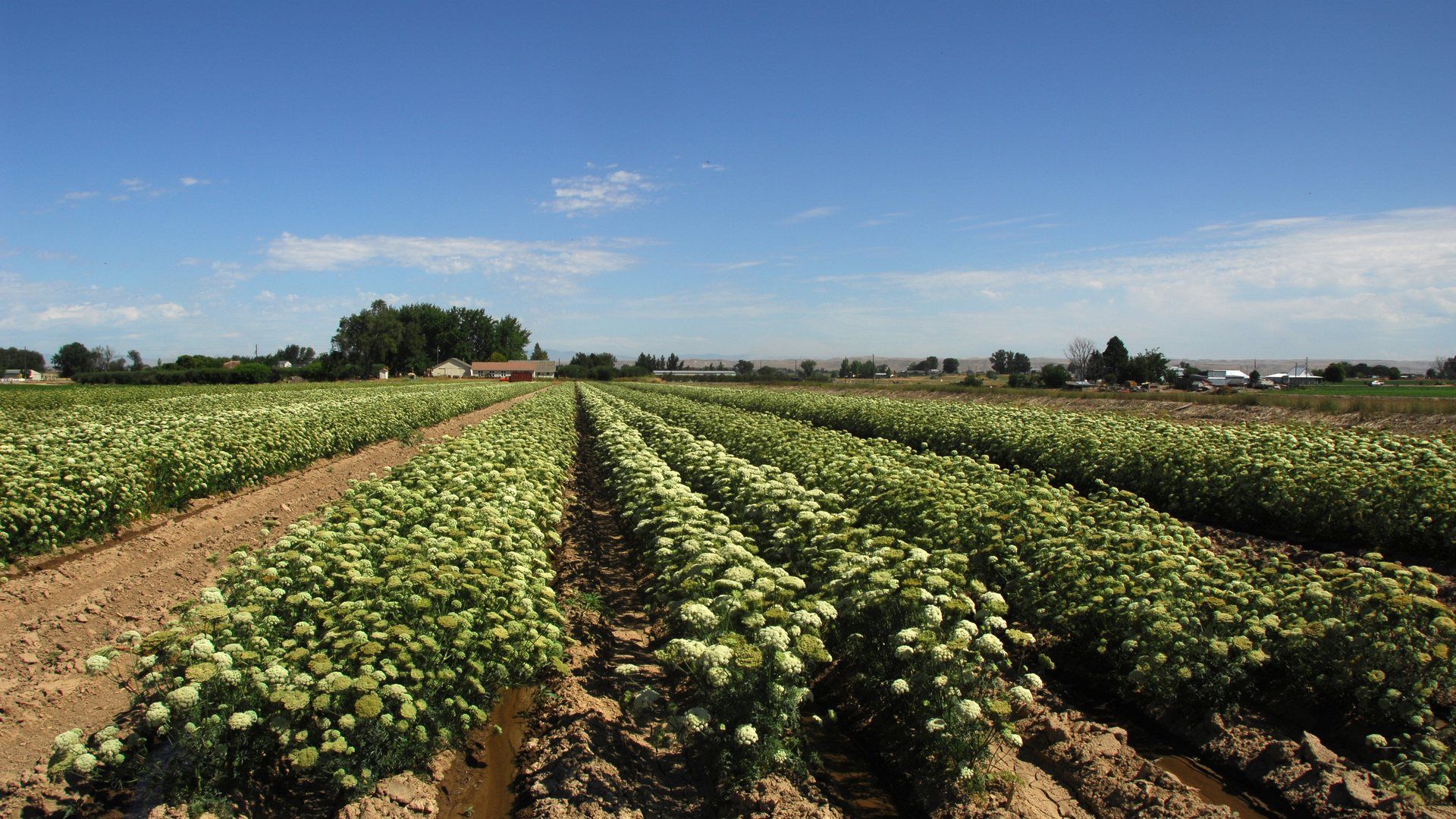 Carrot-seed farm field near Fruitland, Idaho