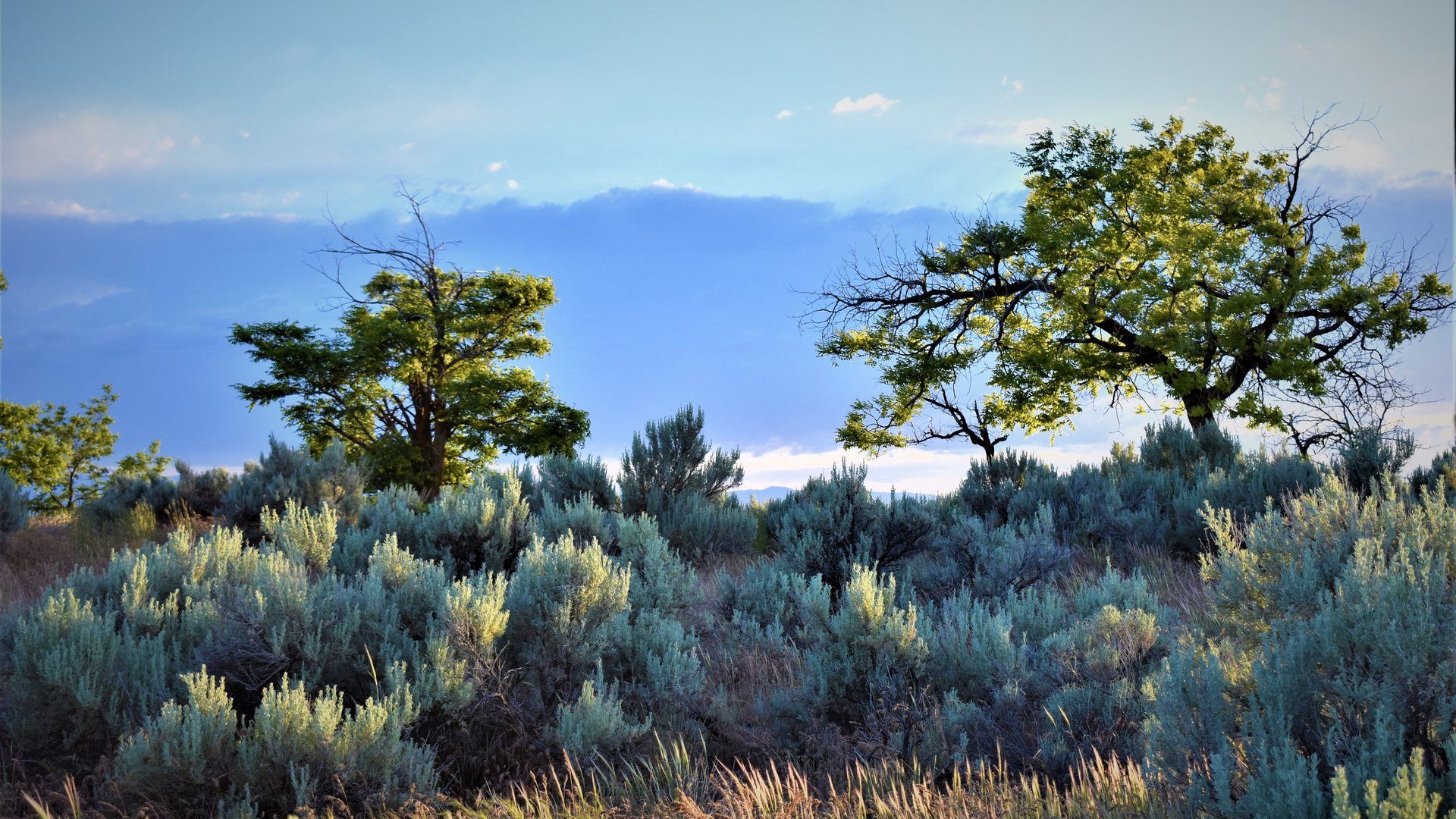 Sagebrush high-desert rangeland, representative of Malheur County, Oregon's land character.