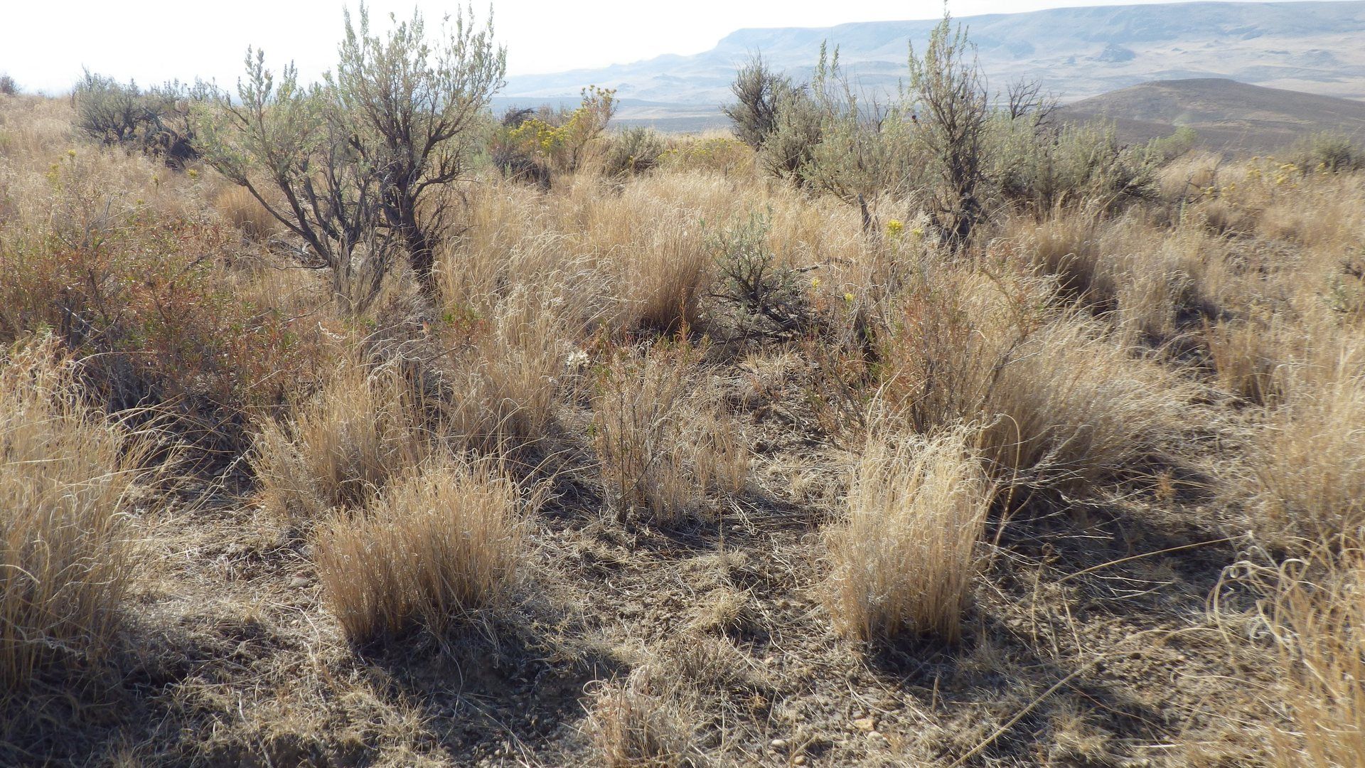Sagebrush steppe landscape near Marsing, Idaho.