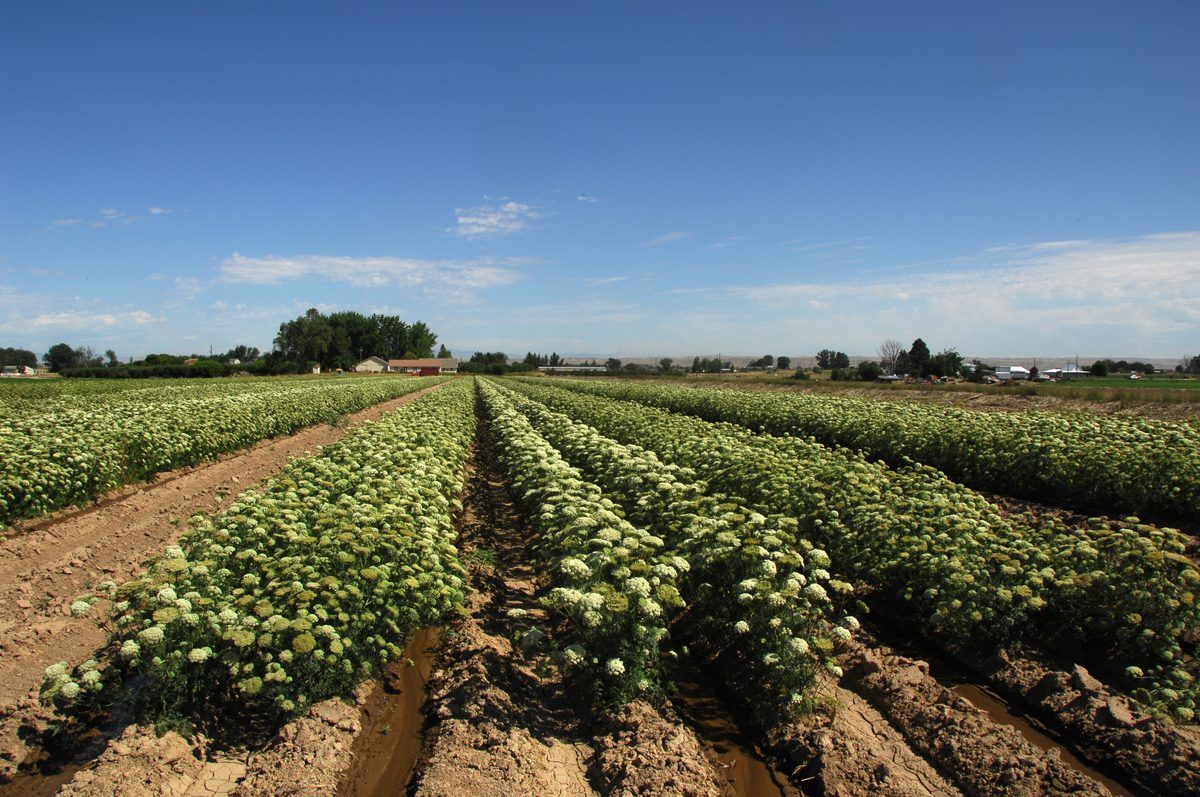 Carrot seed field on a farm in Fruitland, Idaho