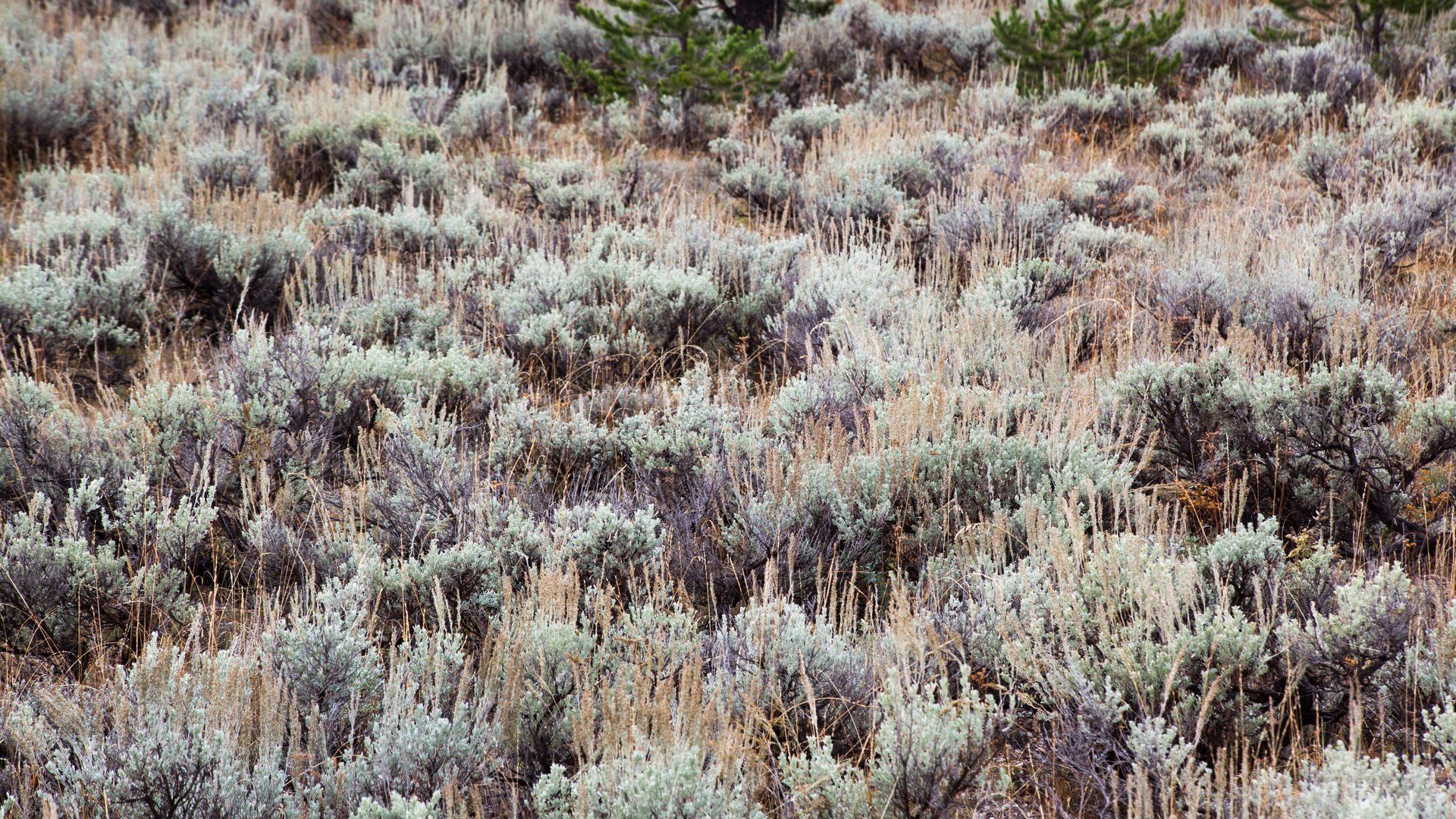 Sagebrush high-desert land, representative of Owyhee County, Idaho.