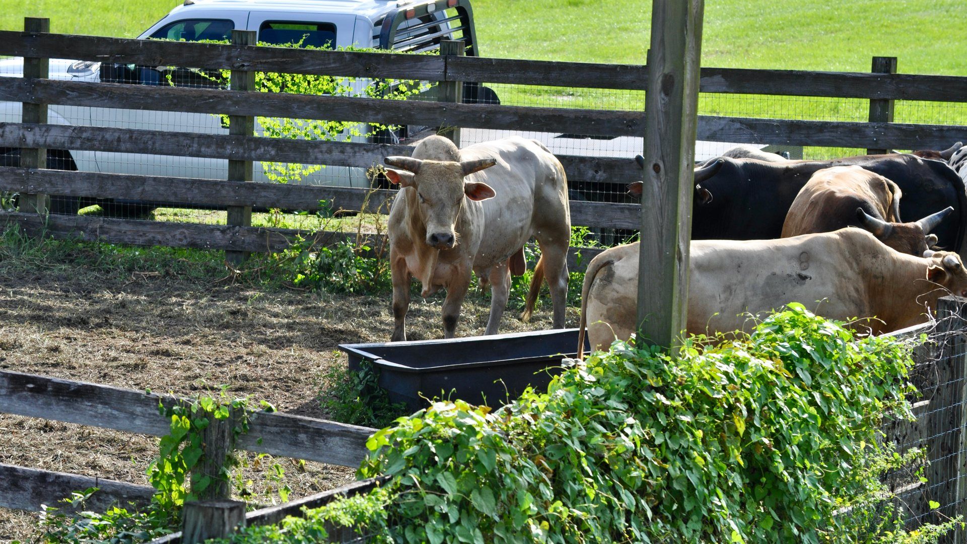 Cattle on a fenced ranch, representative of Washington County, Idaho's agricultural land.