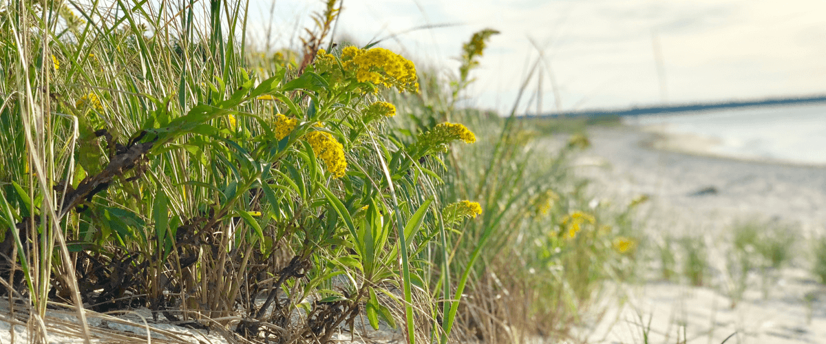 Lily Pond Overlook Condos Bourne Cape Cod