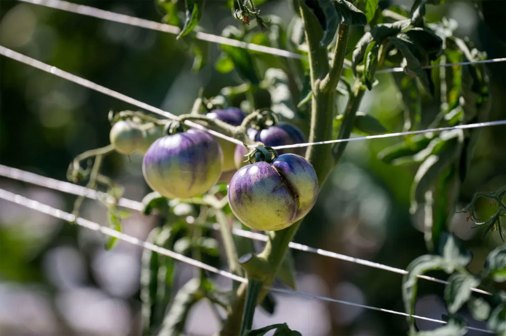 Close-up of ripe eggplant growing on the vine, supported by a trellis in a sunny garden setting