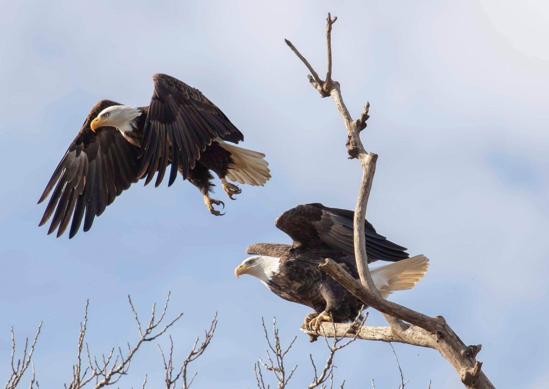 bald eagles