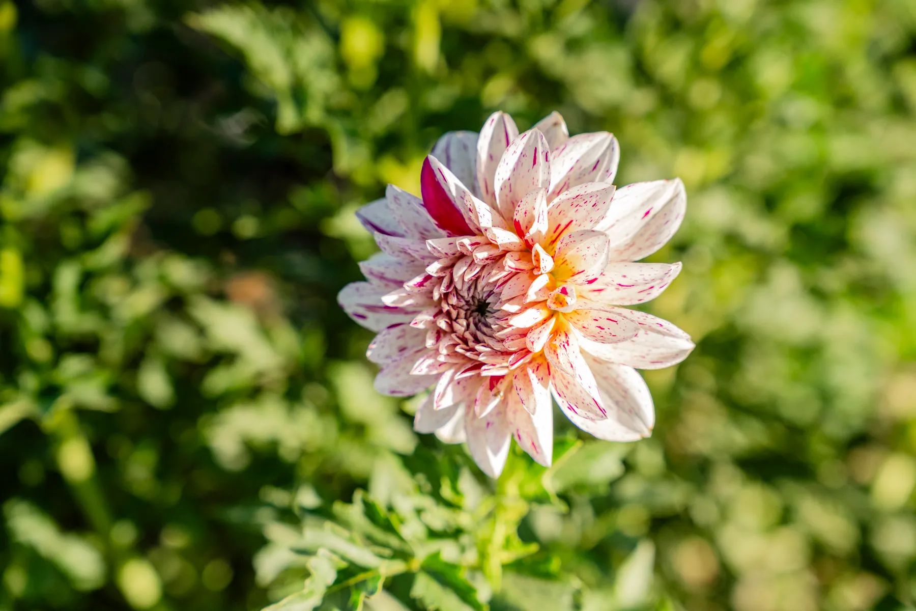 A pink and cream dahlia growing at Florage