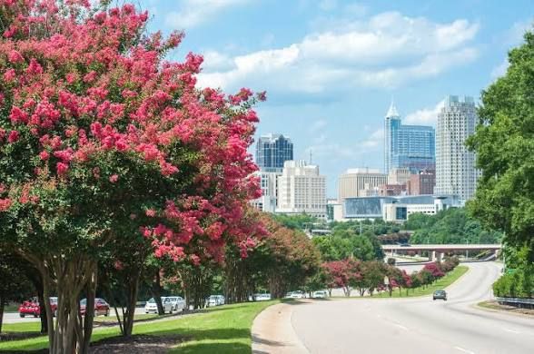 Downtown Raleigh skyline viewed from a tree-lined boulevard with blooming crepe myrtles.