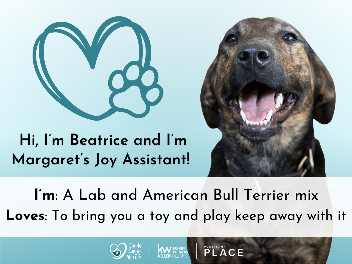 Photo of George, a cheerful man with a beard and a big smile, holding a ginger tabby cat on his shoulder, against a light blue background with a heart and paw print graphic, introducing himself as Burton's joy assistant who loves chasing Lily, snuggling, and giving kitty kisses.