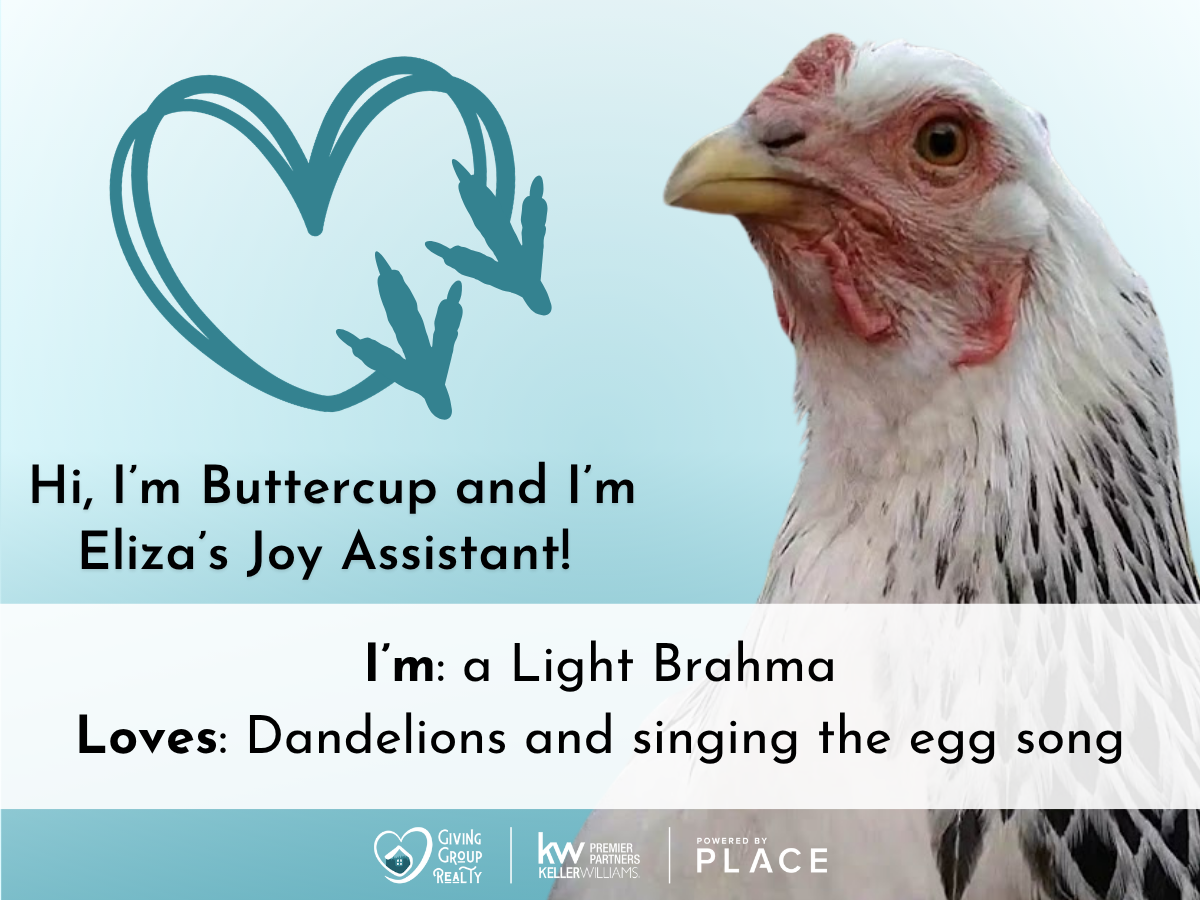 A German Shepherd named Remi