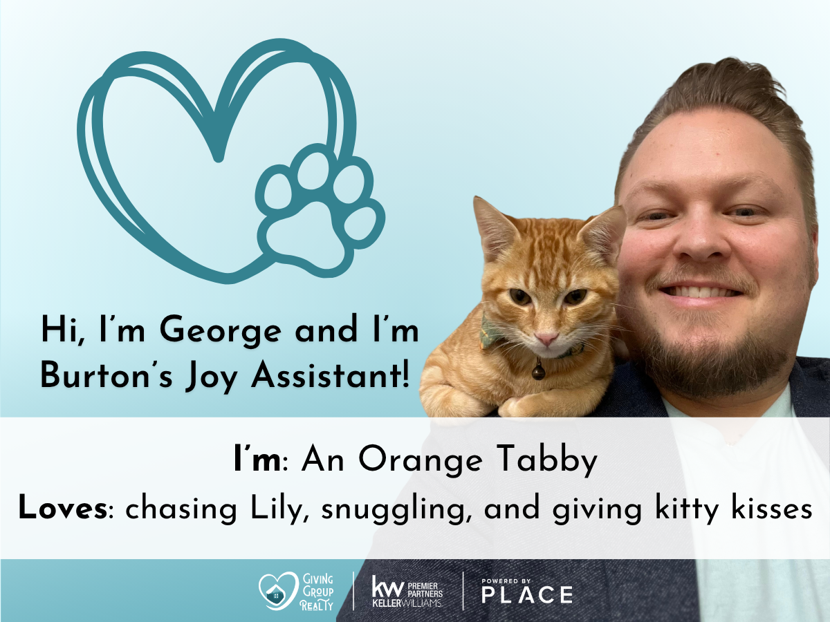 Photo of a cute Cavalador dog named Lily wrapped in a cozy blanket, with a digital illustration of a heart and paw print, and text introducing Lily as Burton's joy assistant and describing her love for cuddling and belly rubs.