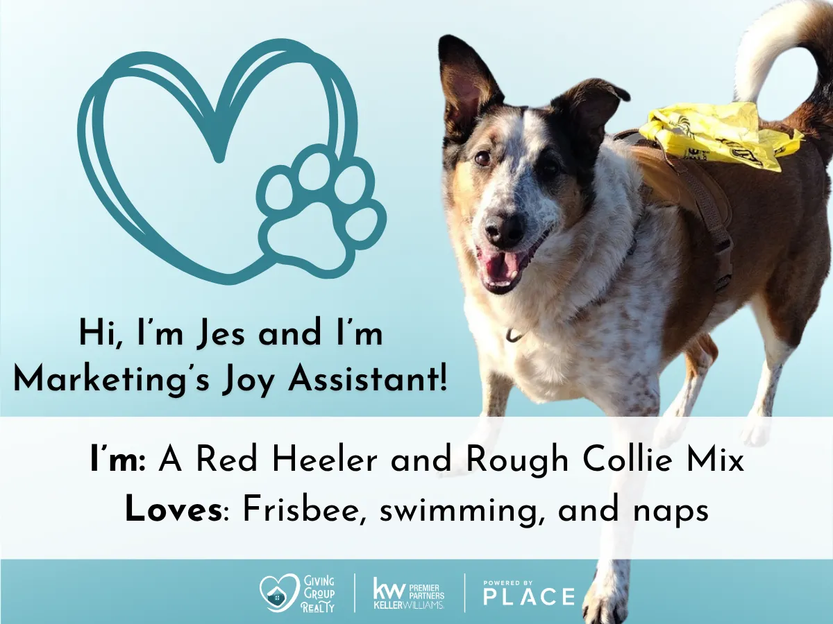 Jessie, a Red Heeler and Rough Collie mix and Eliza's Joy Assistant.