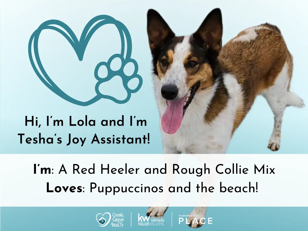 Lola, a Red Heeler and Rough Collie mix and Tesha's Joy Assistant.