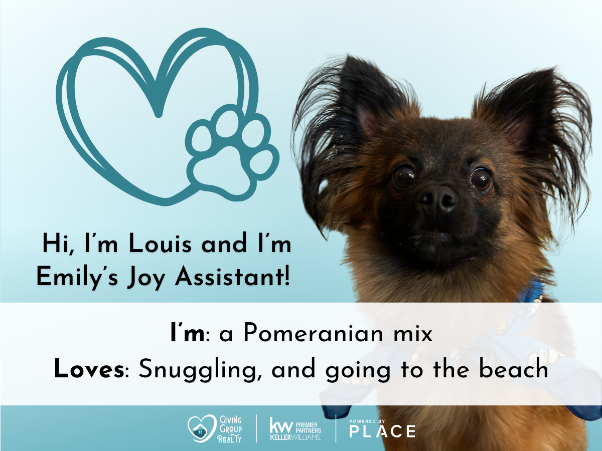 Cute mixed breed dog with a cheerful expression, standing against a light blue background with a heart and paw print graphic, introducing Lola as Tesha's joy assistant, a red heeler and rough collie mix who loves puppies and the beach.