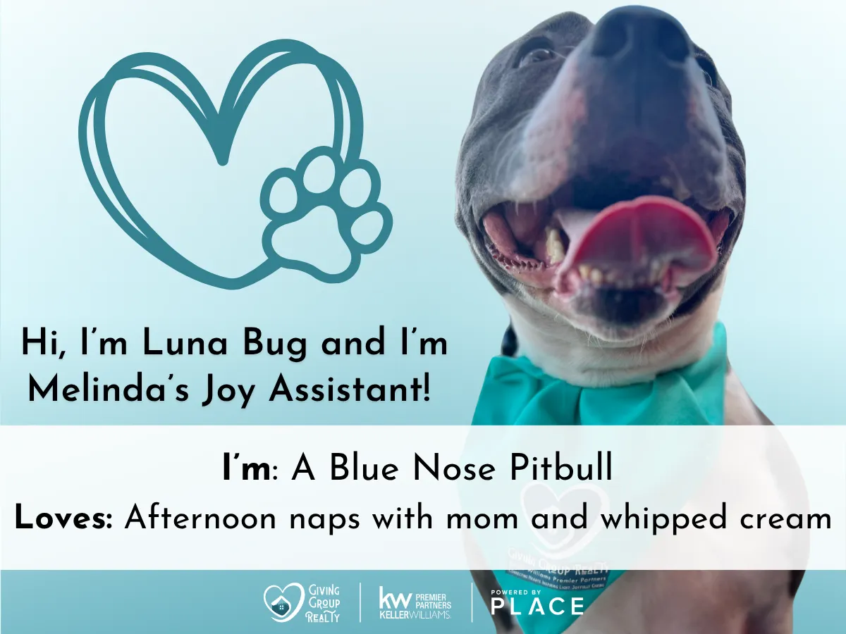 Luna Bug, a blue nose Pitbull and Melinda's Joy Assistant.