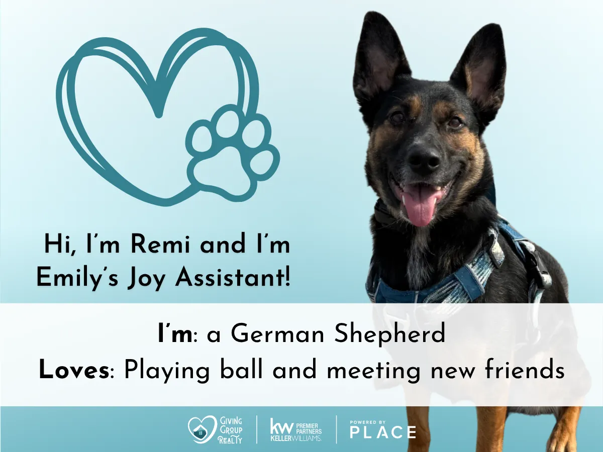 Remi, a German Shepherd and Emily's Joy Assistant.
