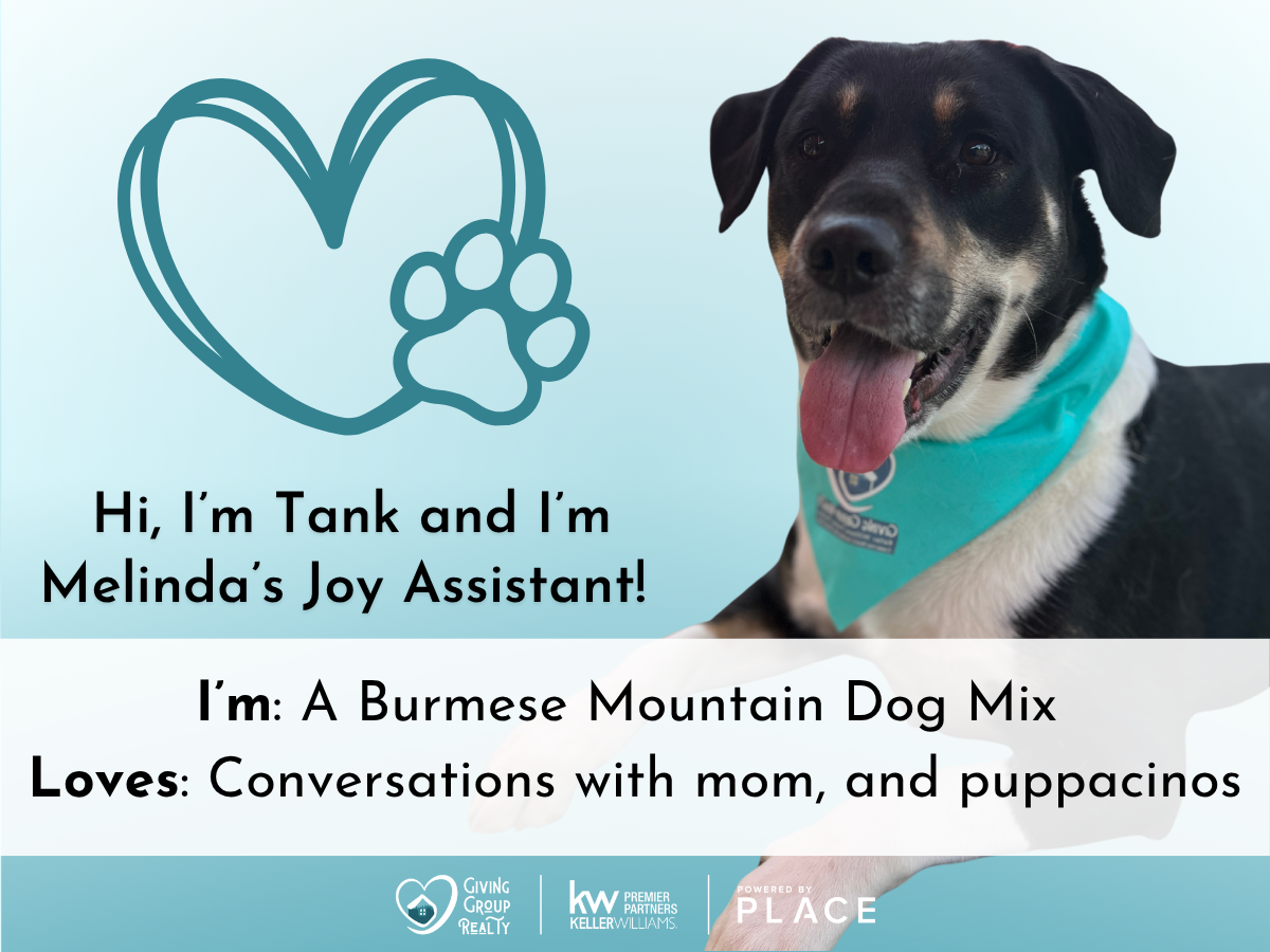 A Light Brahma Chicken named Buttercup