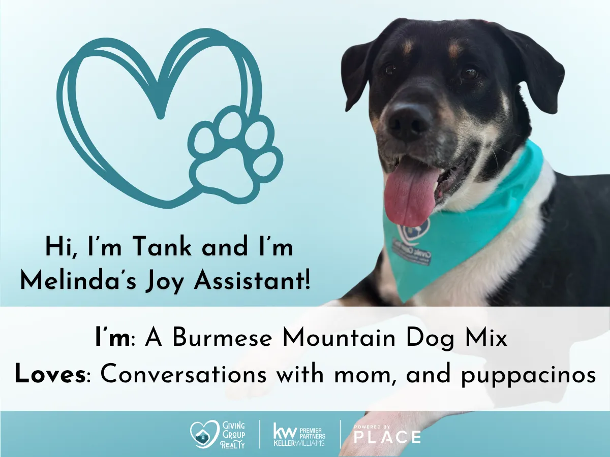 Tank, a Burmese Mountain Dog, Melinda's Joy Assistant