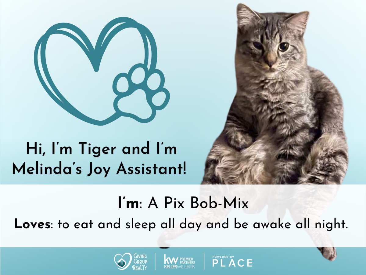 Burmese Mountain Dog mix named Tank wearing a blue bandana, smiling with tongue out, as Melinda's Joy Assistant for pet care and cuddles.