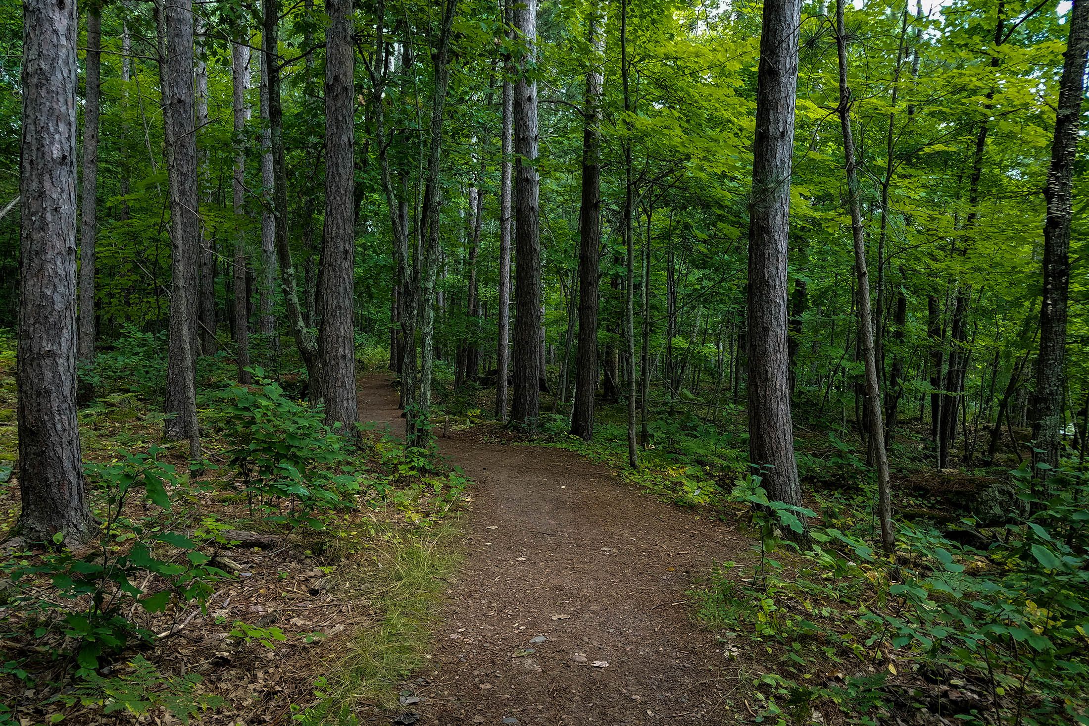 Sand Dunes State Forest