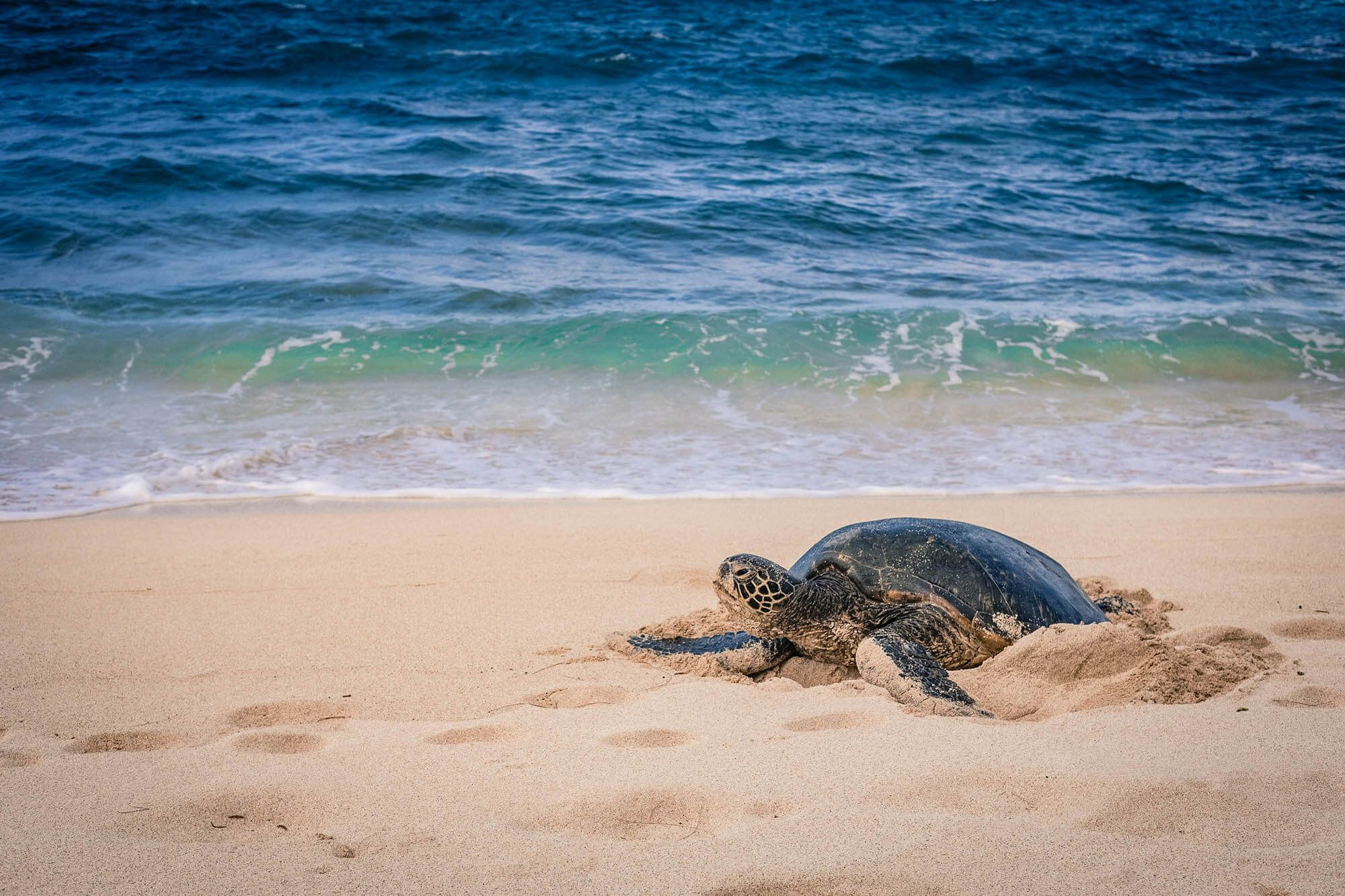 turtle nesting on beach