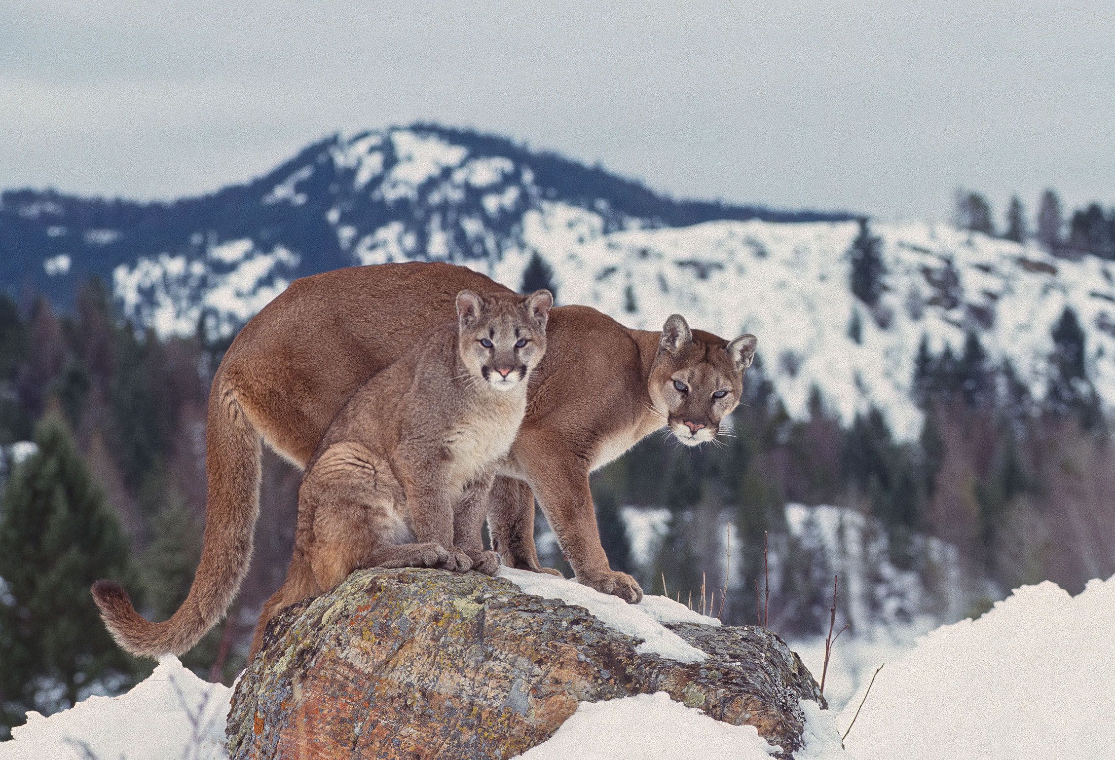 Cougars in Mountain