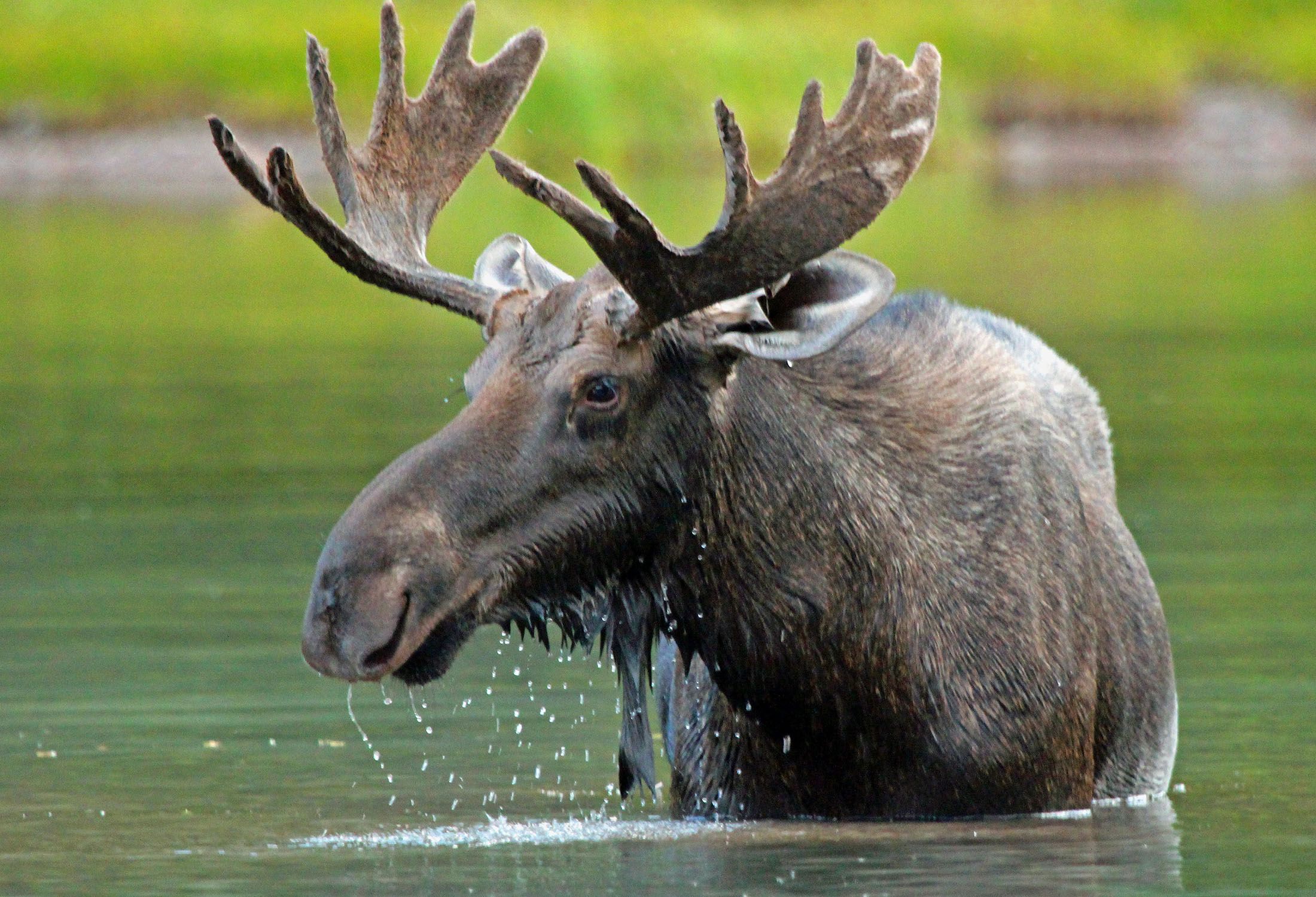 Moose in Lake