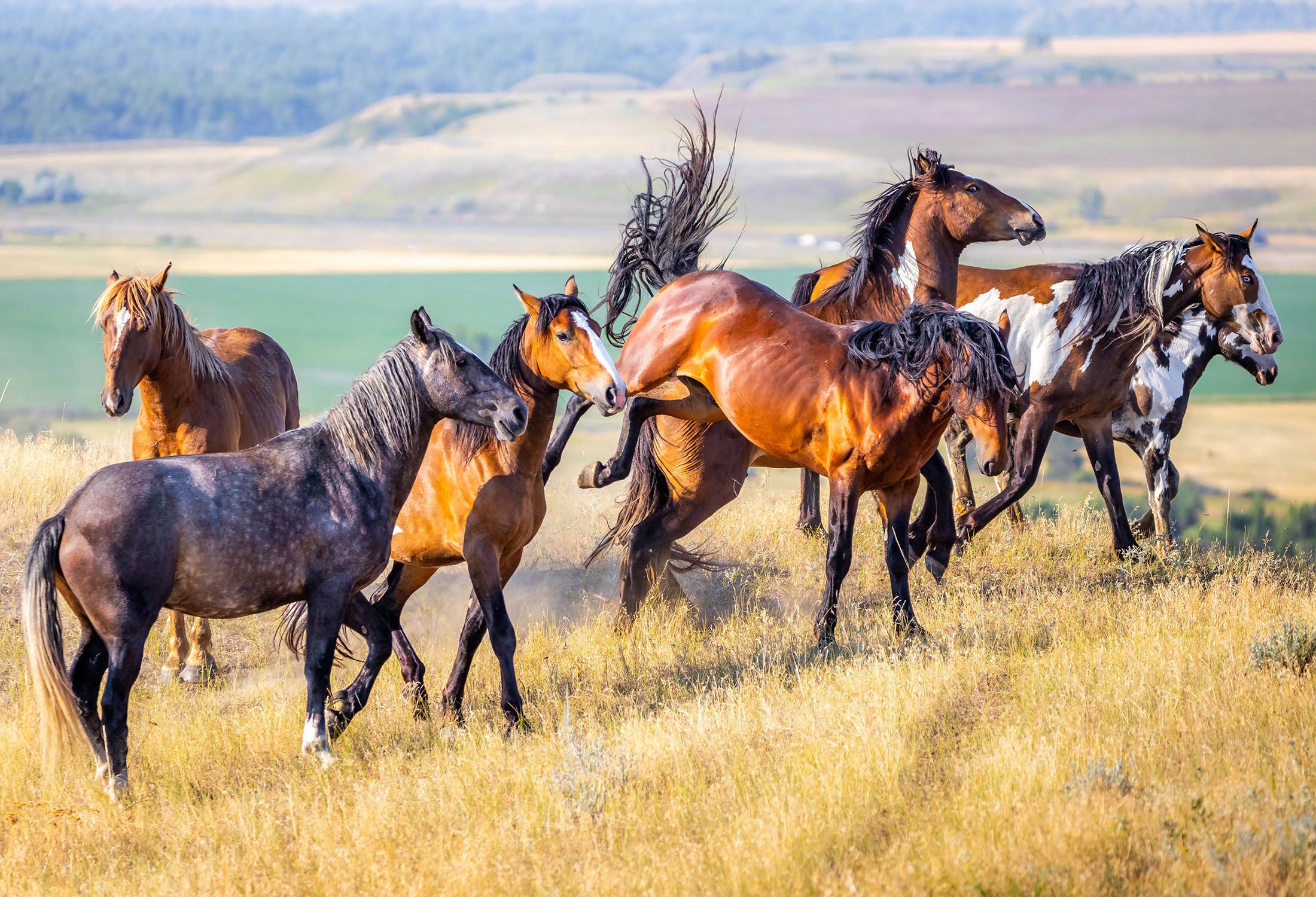 wild horses