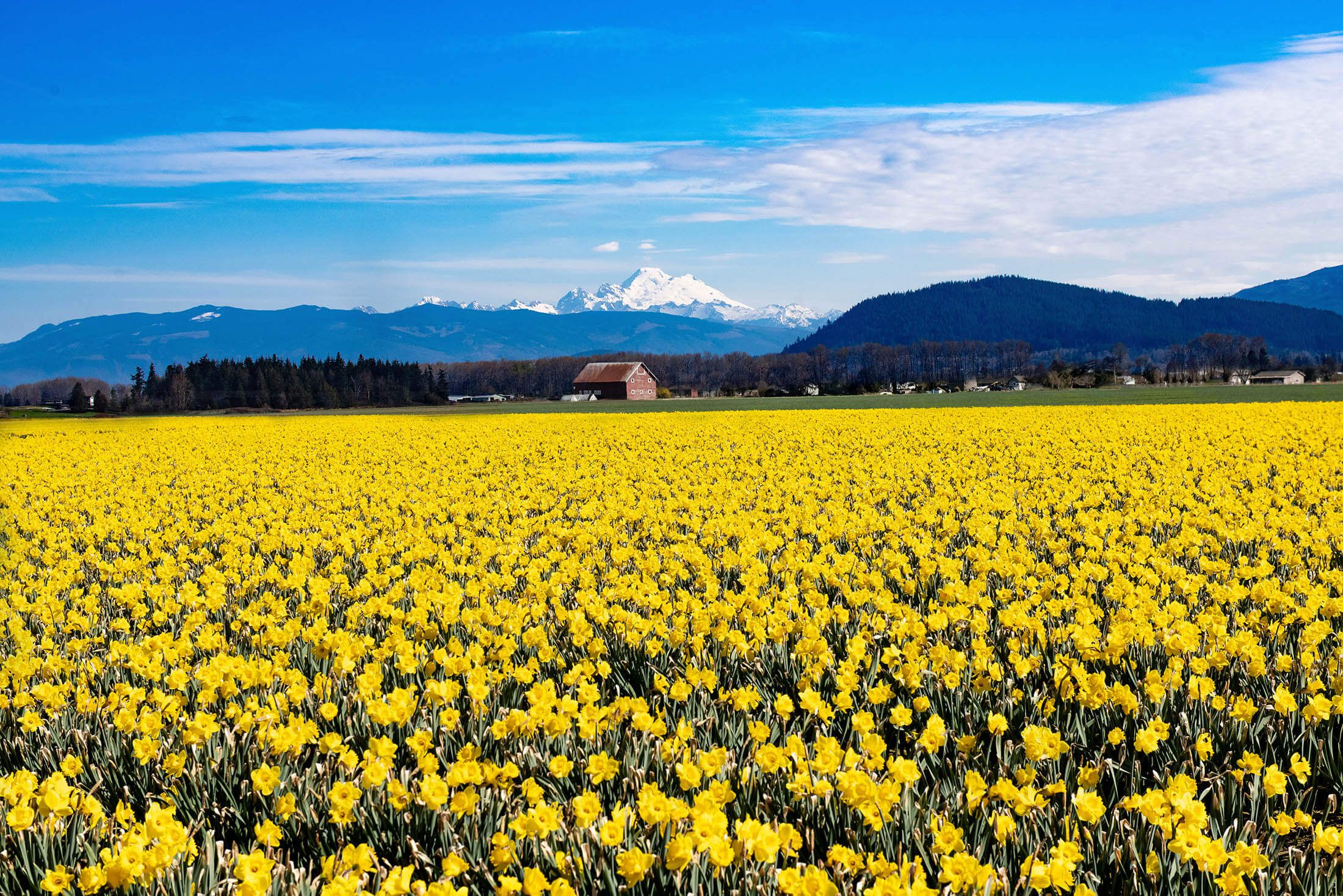 field of flowers in La Conner Washington