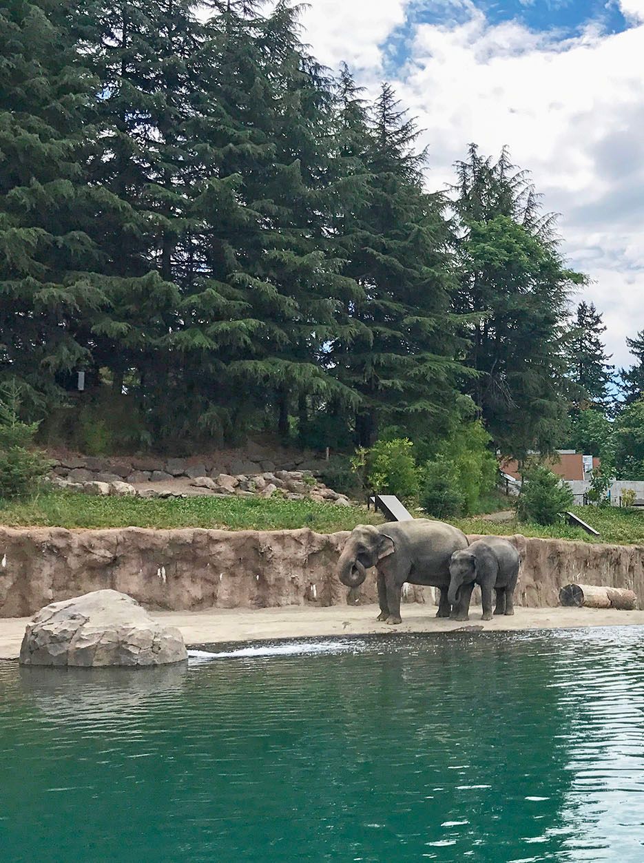 elephants at Oregon zoo
