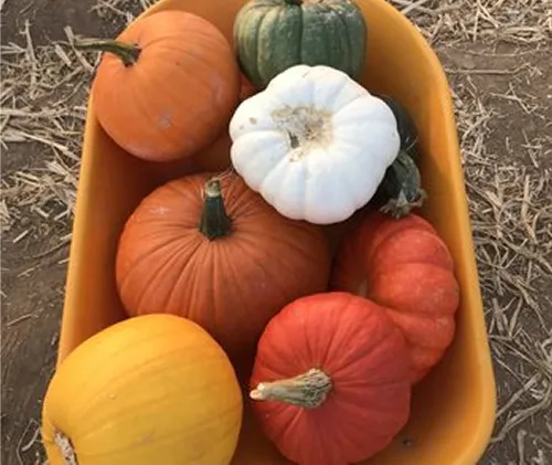 Farmstead Family Photos