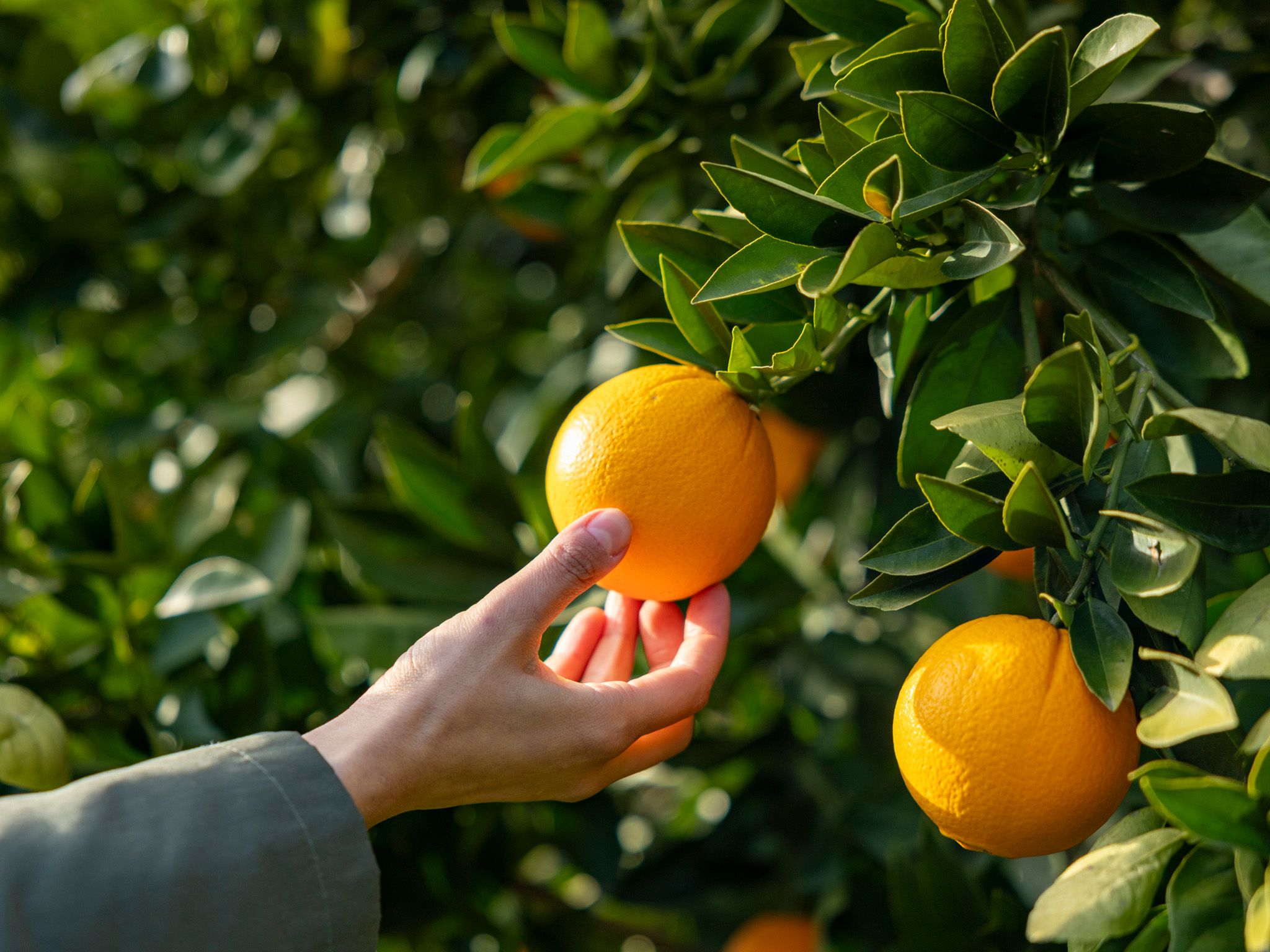 hand picking oranges
