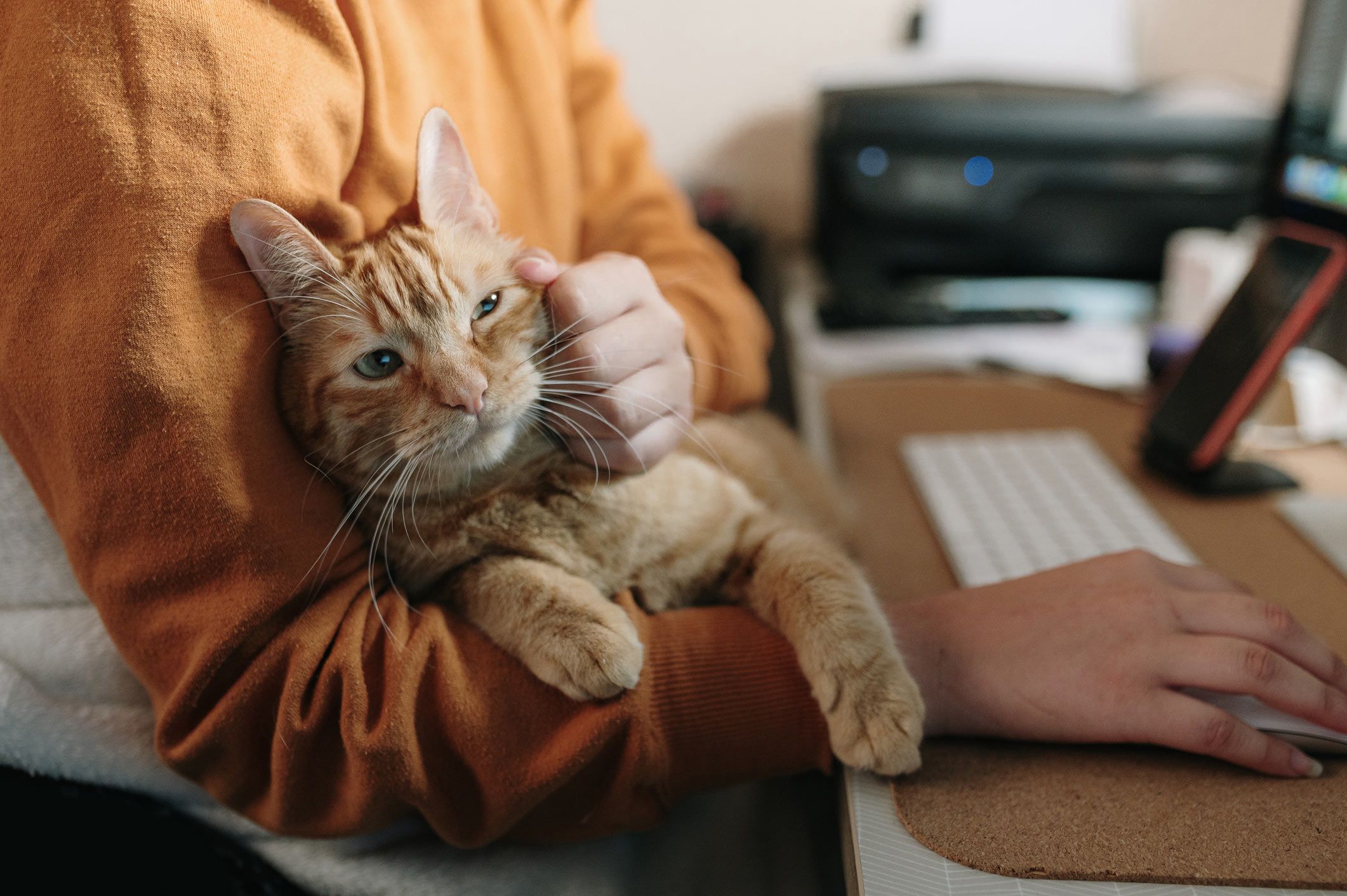 person holding cat while working at desk
