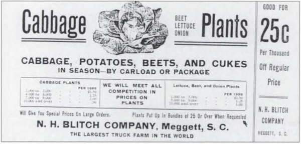 Cabbage Flyer