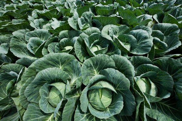 Cabbage Plants
