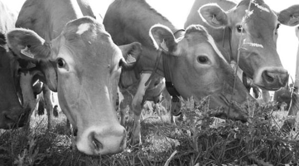 Cows
