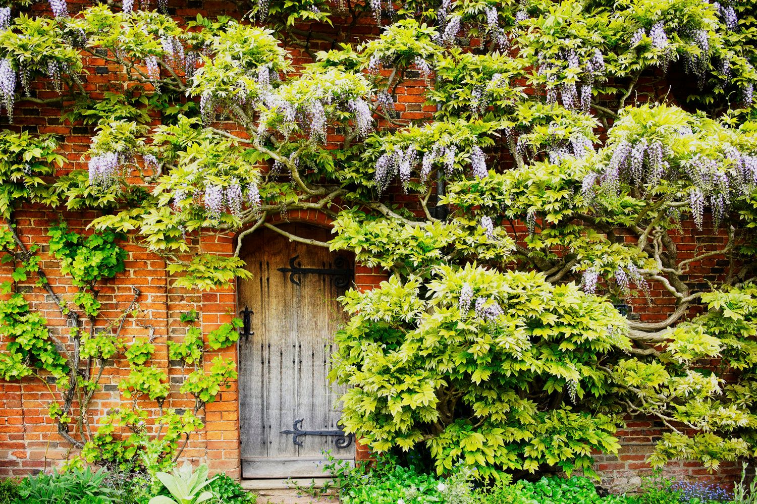 Door with Foliage