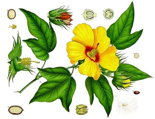 Gossypium Barbadense