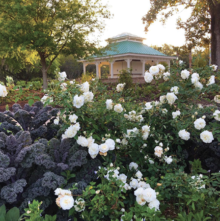 Rose Garden